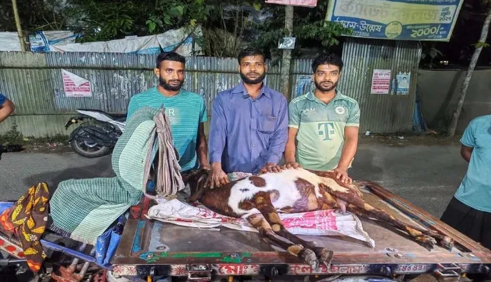 পিরোজপুরে ভুল চিকিৎসায় চার গর্ভবতী ছাগলের মৃত্যু